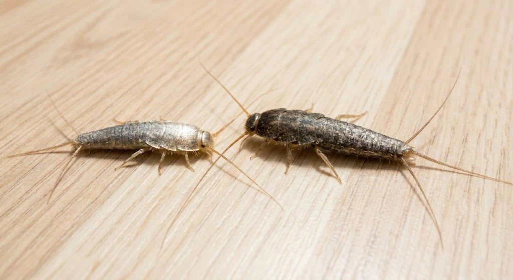 Skadedyrprodukter på nett - Limfeller - musefeller - rottefeller
– krekontroll.no