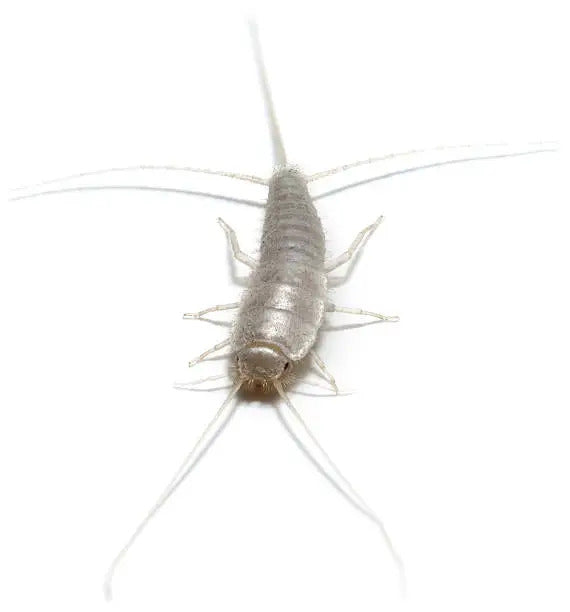 sølvkre