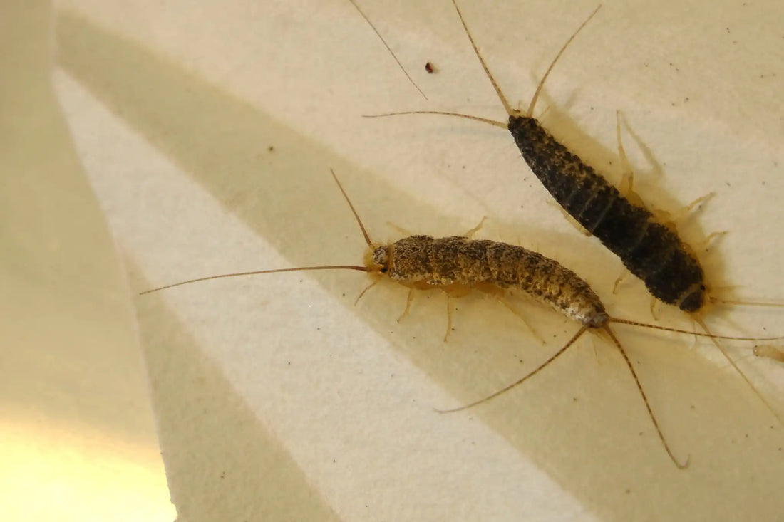 oppdaget skjeggkre hjemme