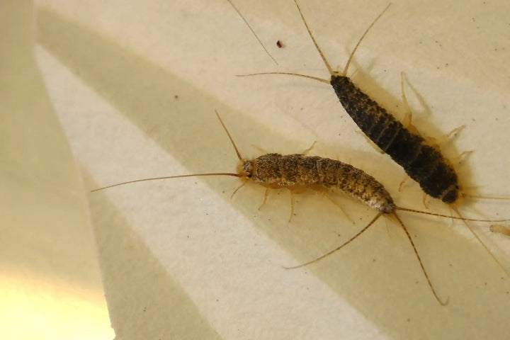 oppdaget skjeggkre hjemme