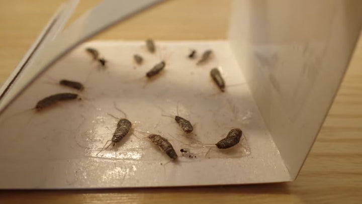 Sølvkre- årsaker, problemer og de beste tiltakene for bekjempelse