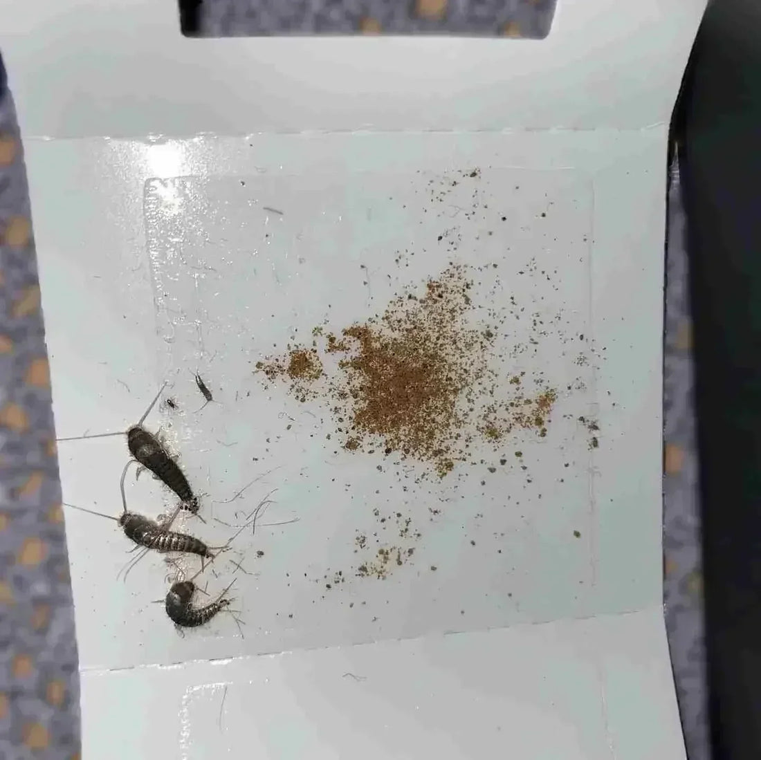 Bekjempelse av skjeggkre med limfeller og sirissmel