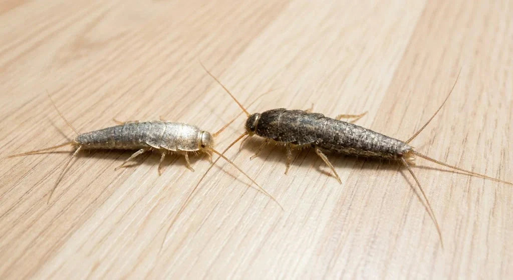 skjeggkre eller sølvkre på gulvet