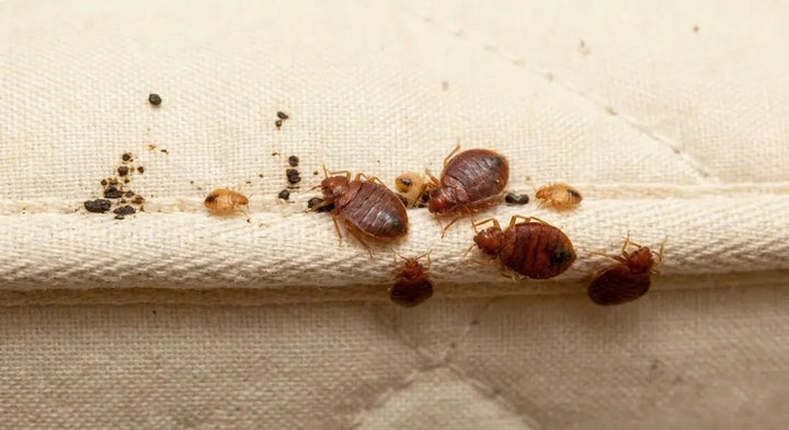 Veggedyr - identifikasjon, forebygging og bekjempelse