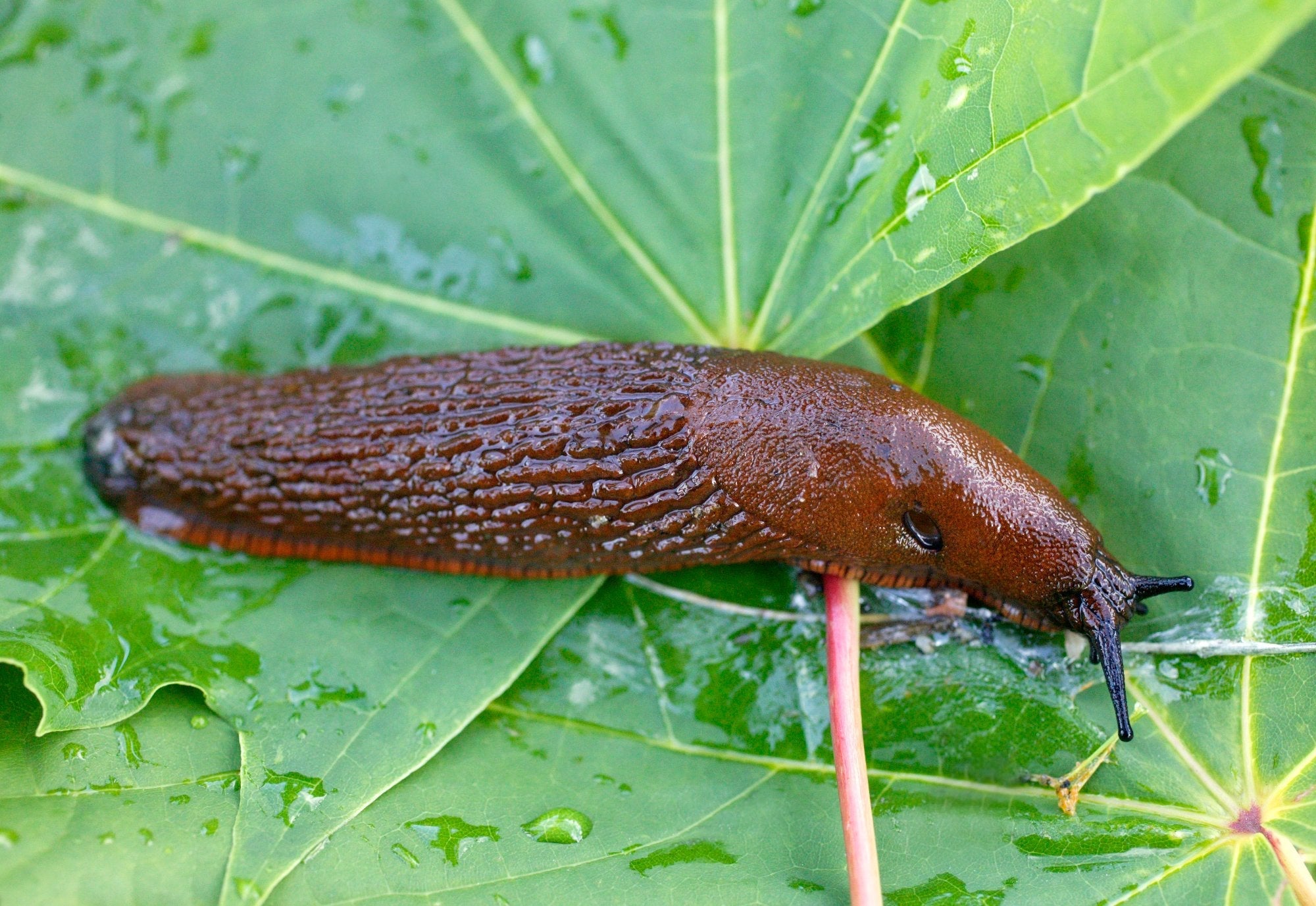 Snegler