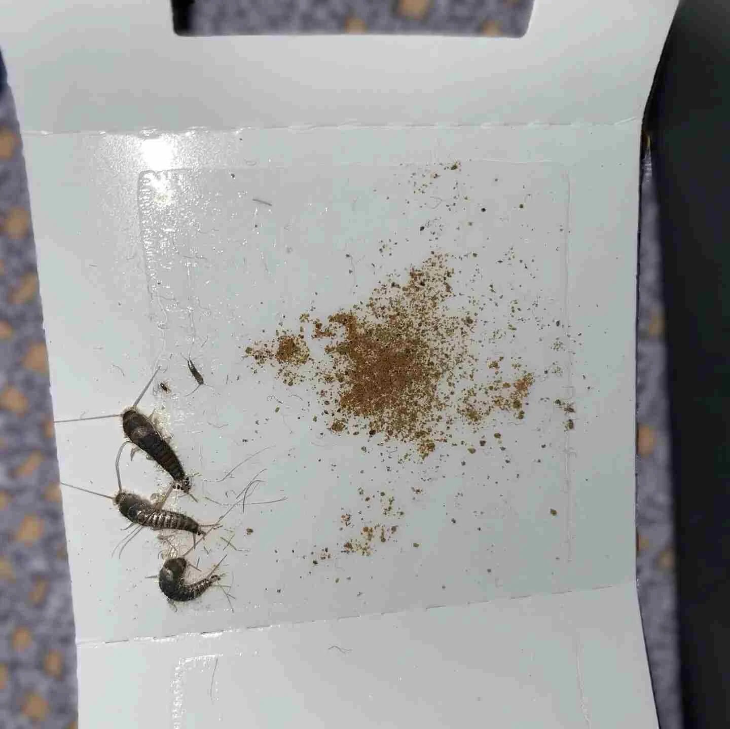 sølvkrefelle med åte